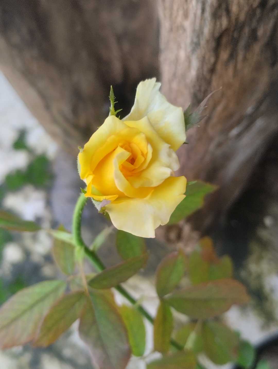Rosa sunflare