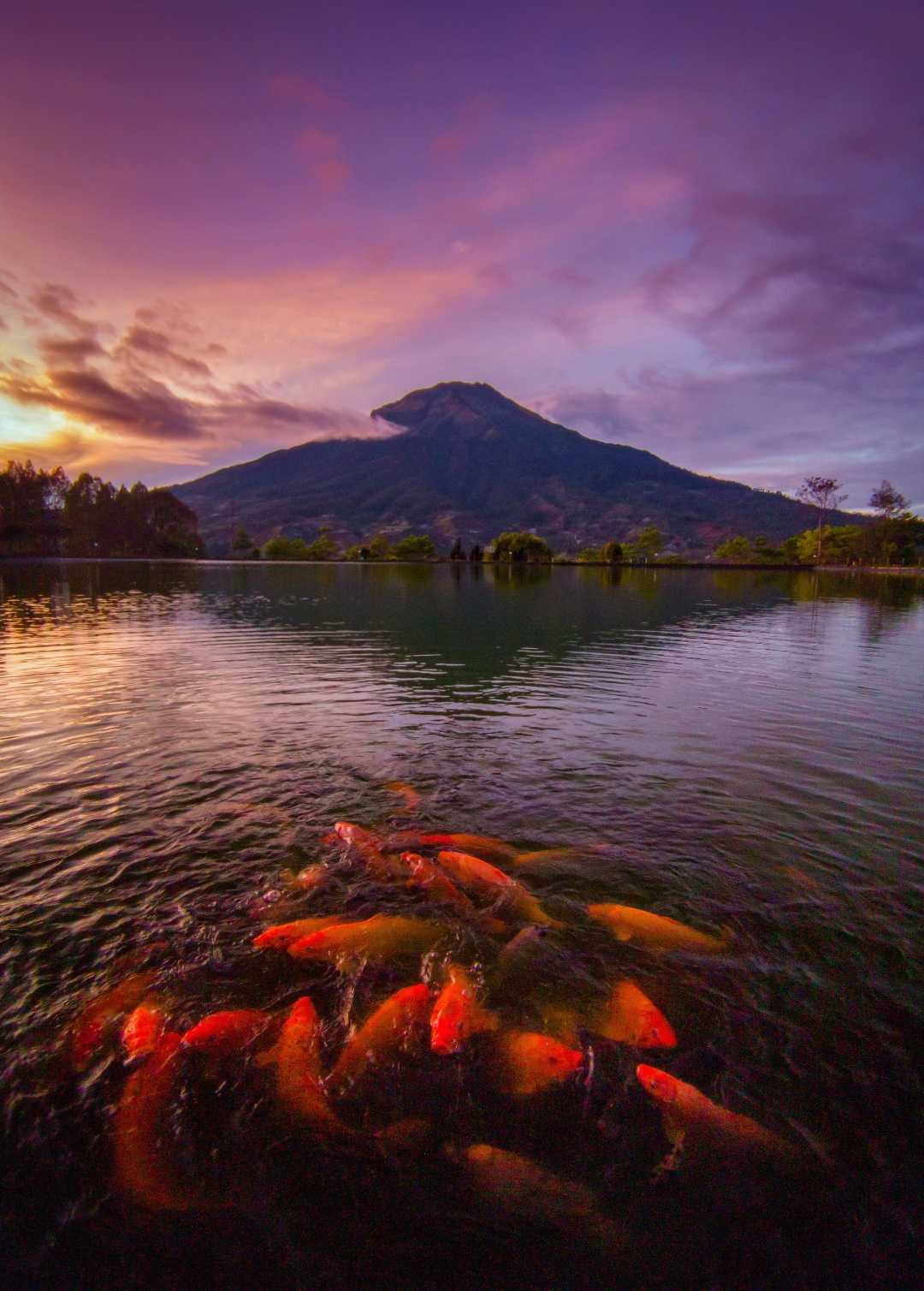 Sunrise di embung Kledung bersama ikan ikan 