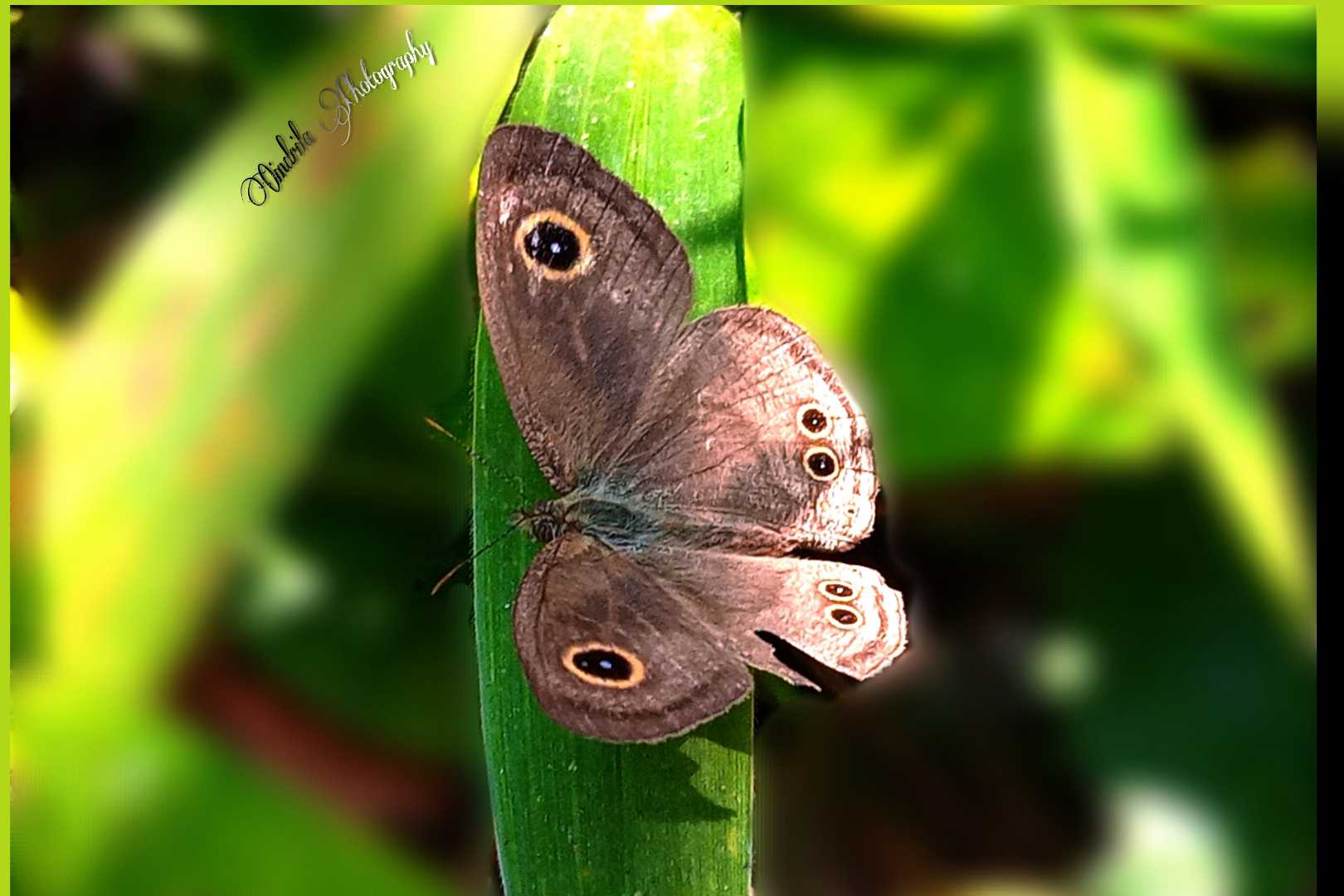 Butterfly🦋🦋