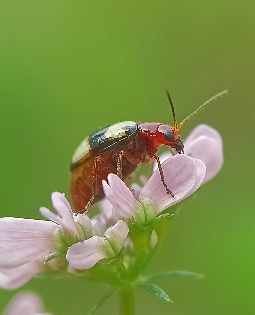 white-spotted leaf bettle