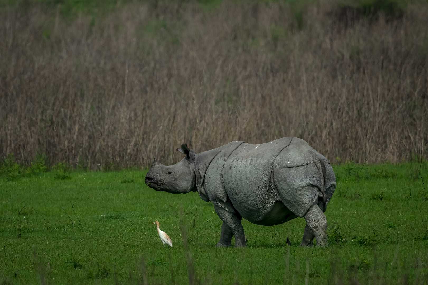 Pride of Kaziranga 