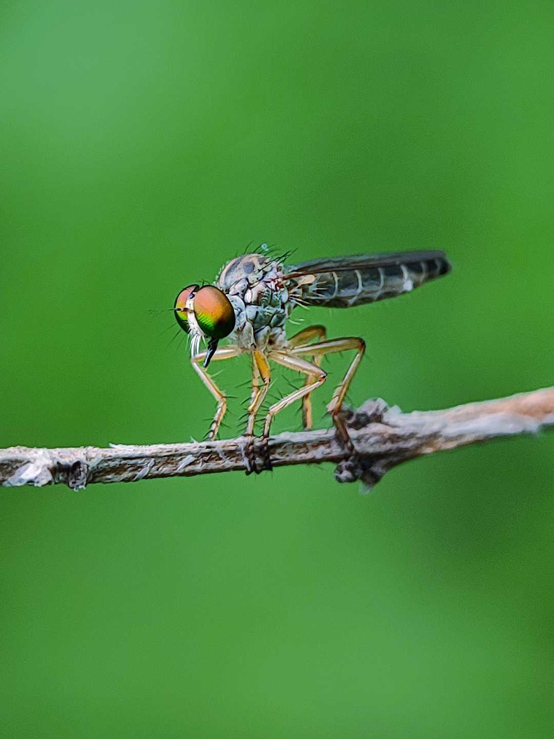 Roober fly 