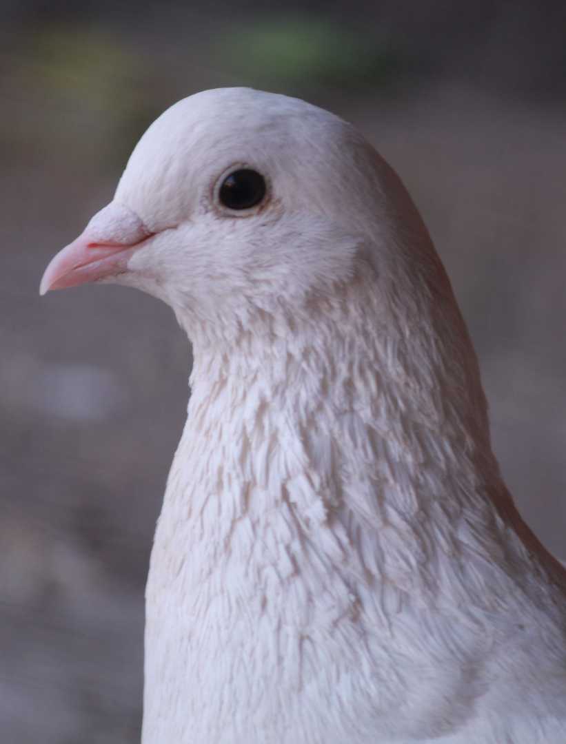 Indian pigeon 