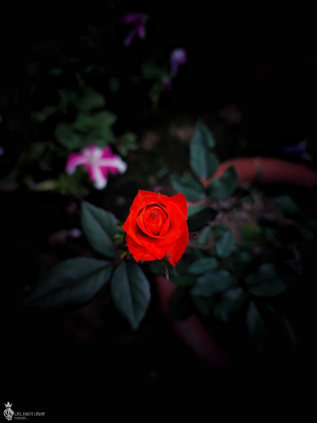 red queen