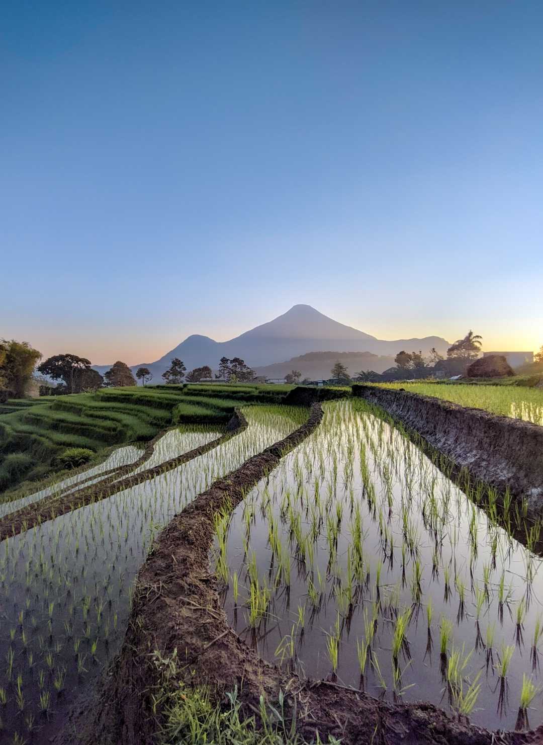
rice fields