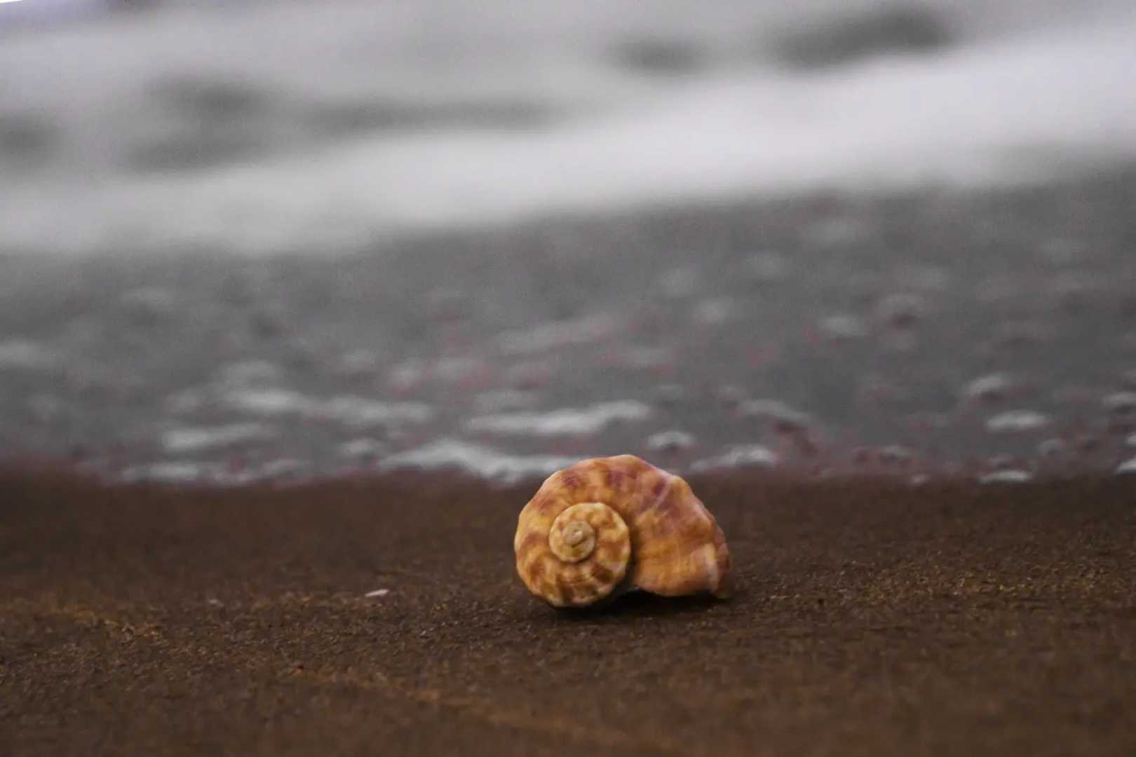 Sea Shells are love letters in the sand.