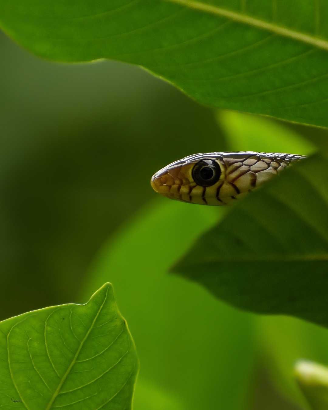Little rat snake. 