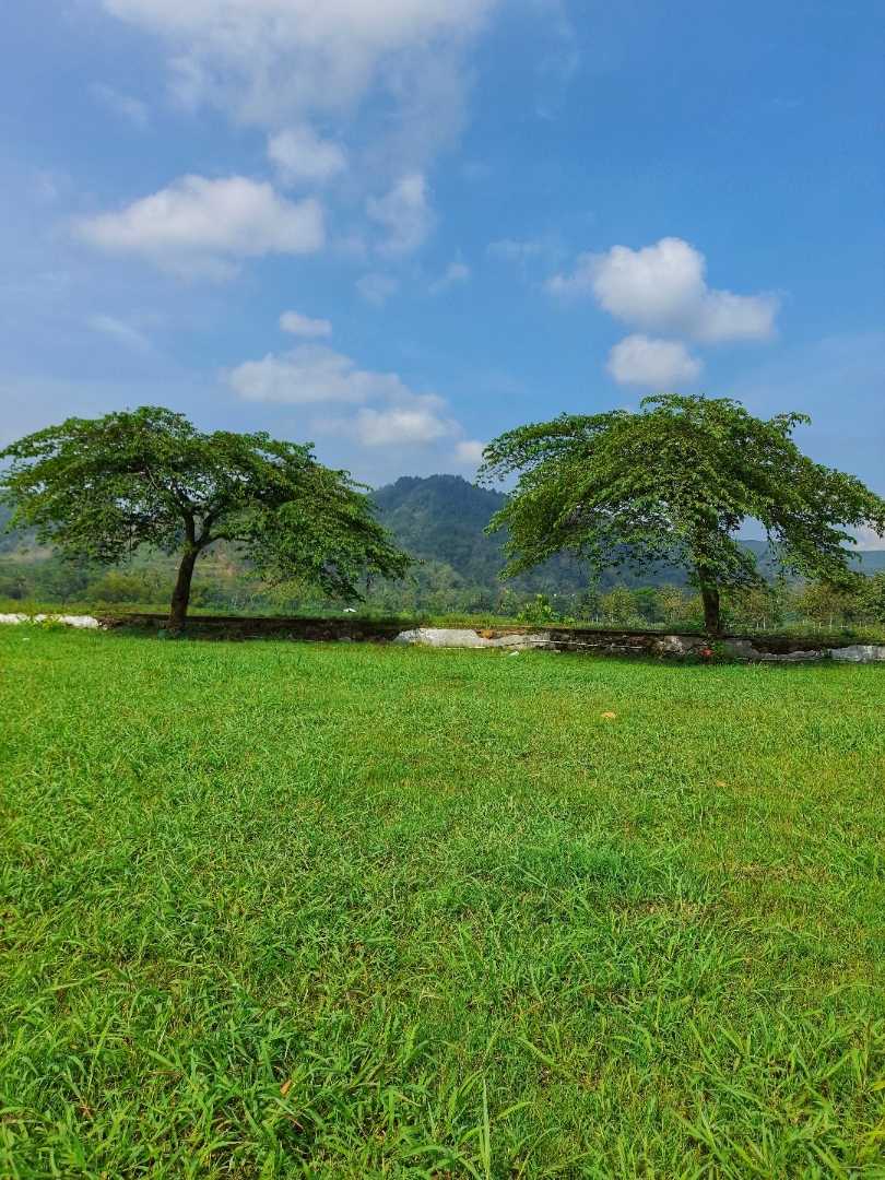 Pemandangan hijau