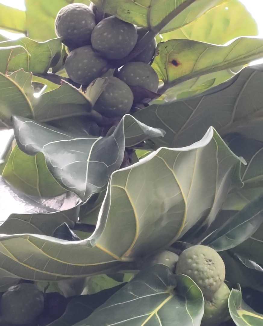 Ficus Lirata alias Ketapang Biola