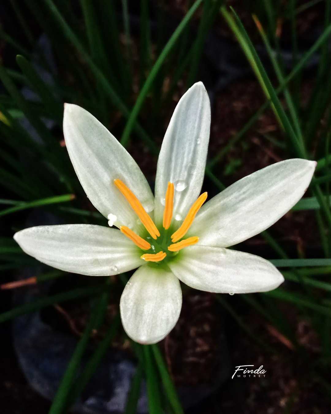 LILY HUJAN PUTIH