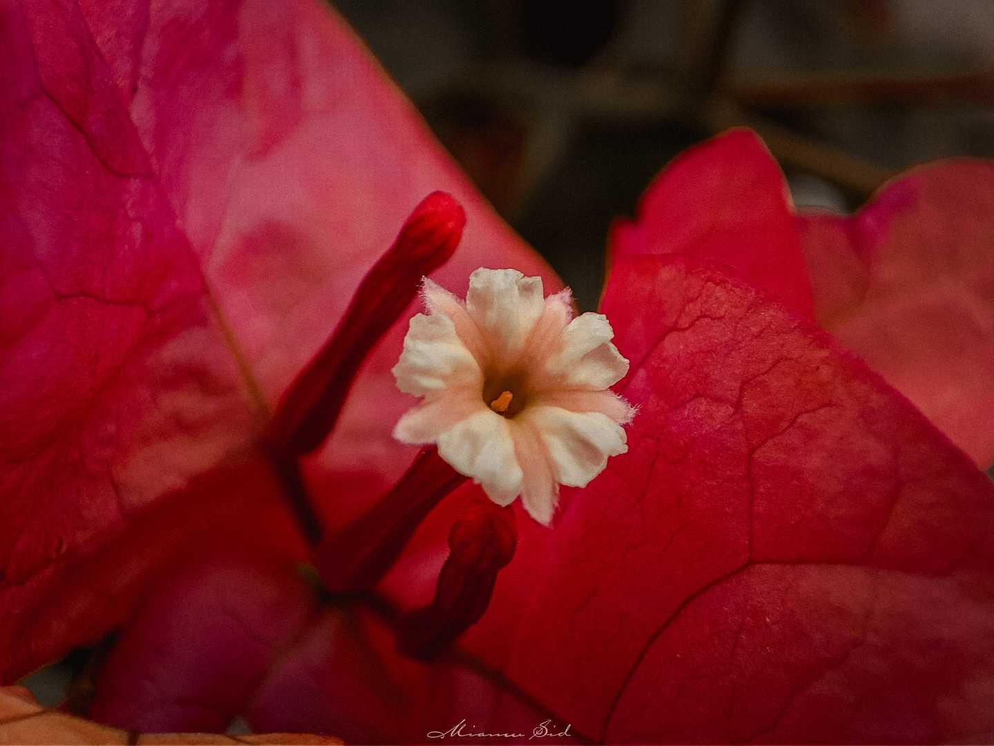 Paperflower