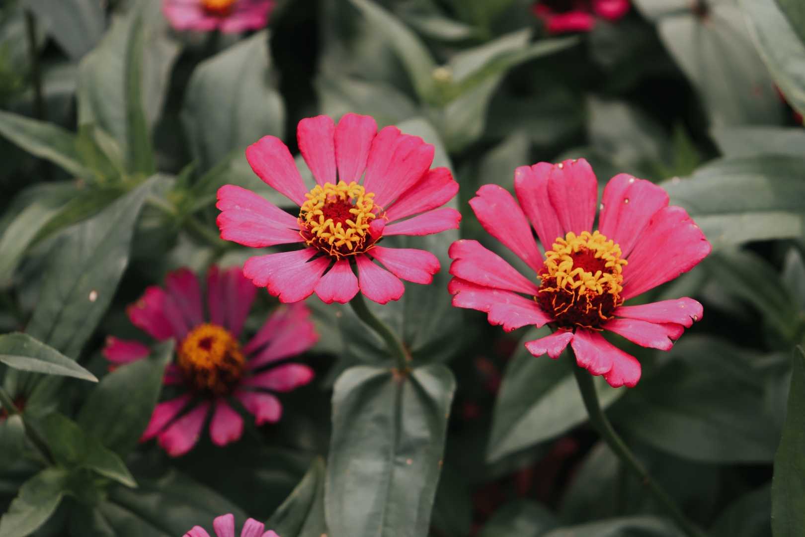 ZINNIA