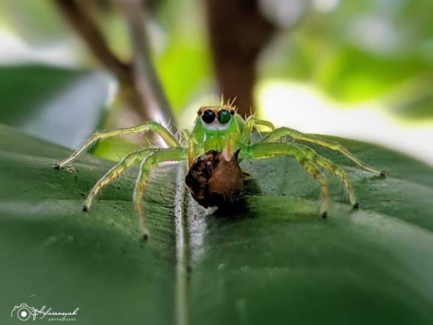 Lyssomanes viridis 🕷️