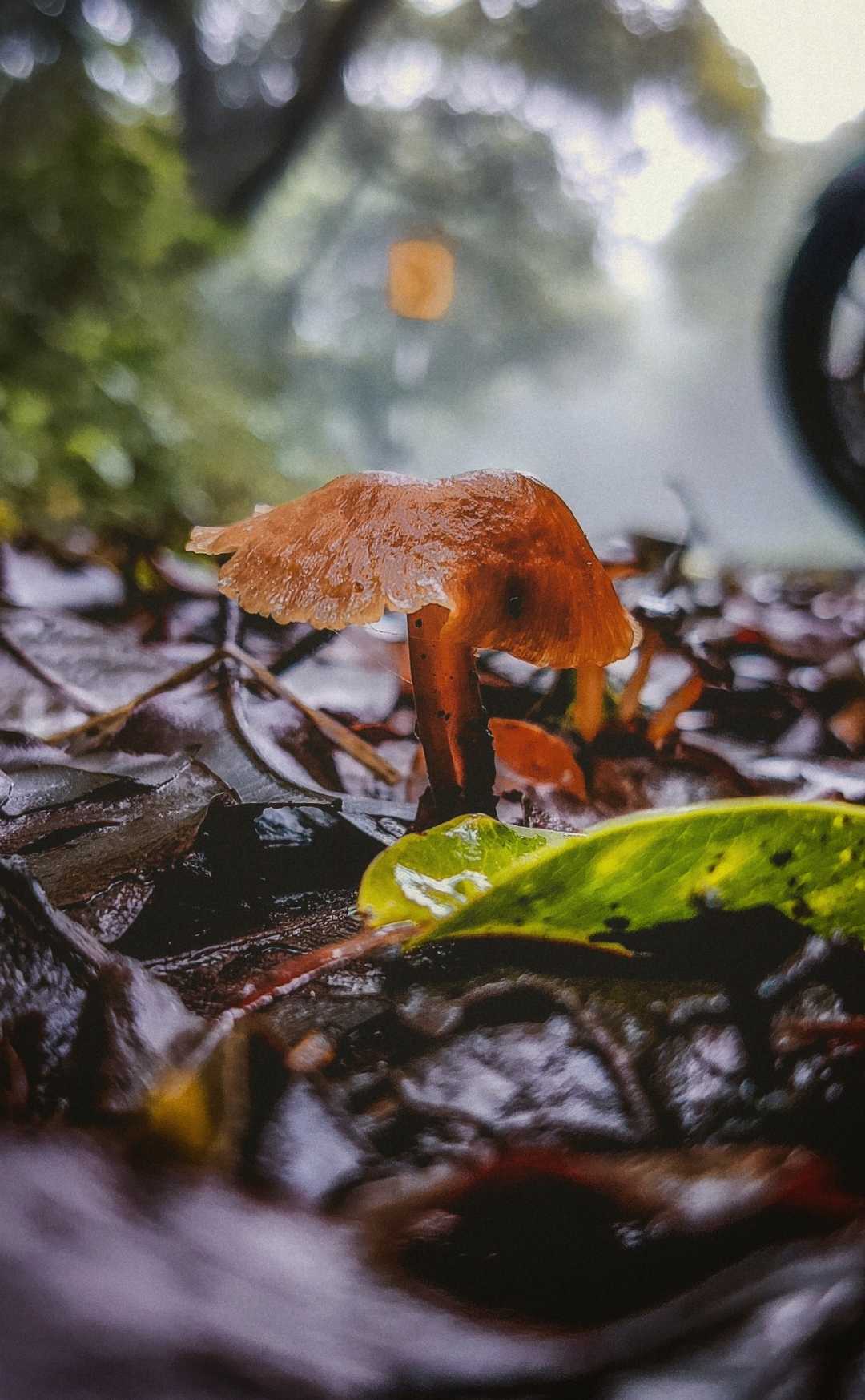 Mushroom 🍄