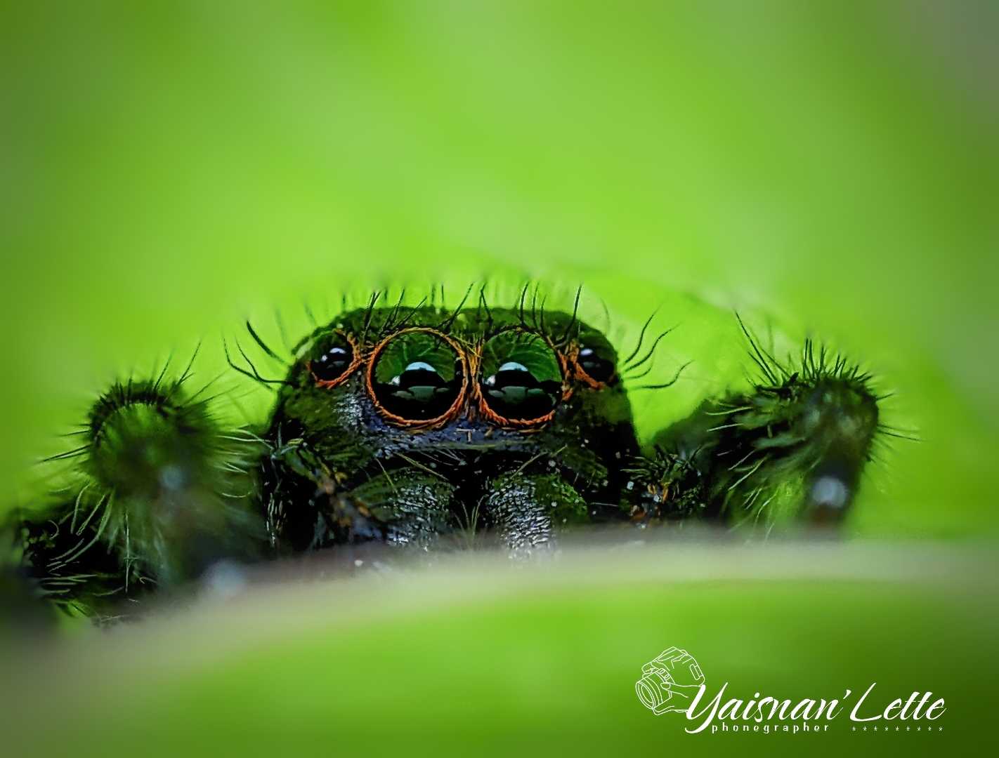 macro