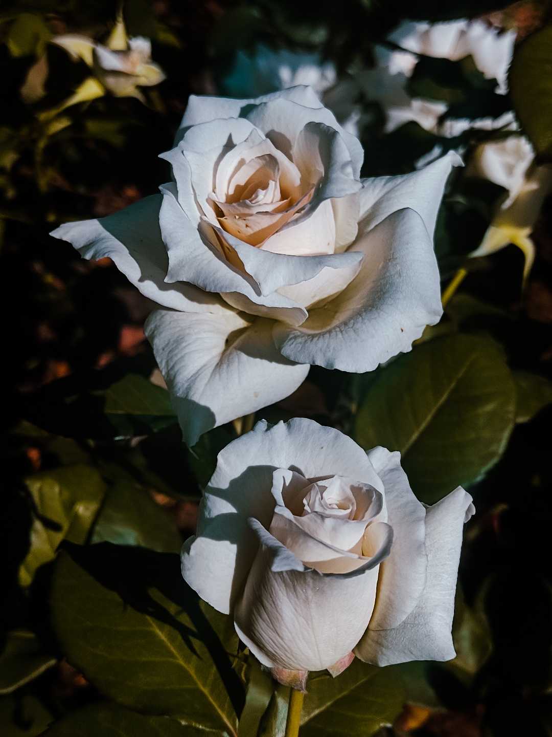 beauty of nature 