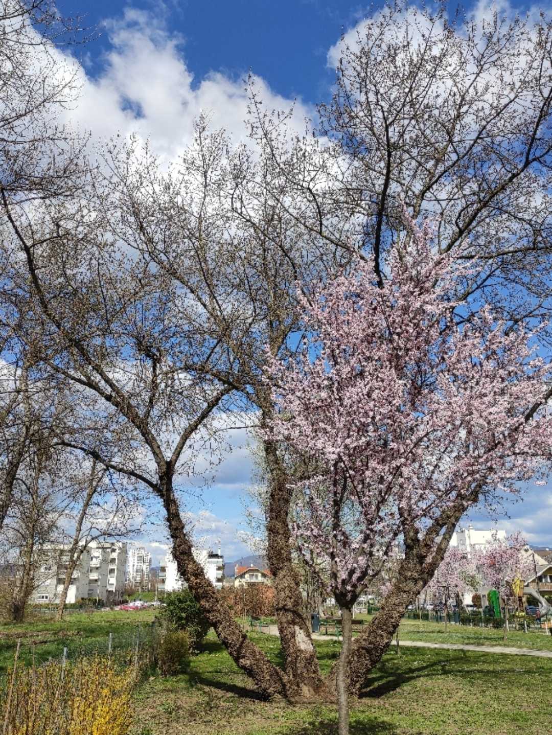 Spring