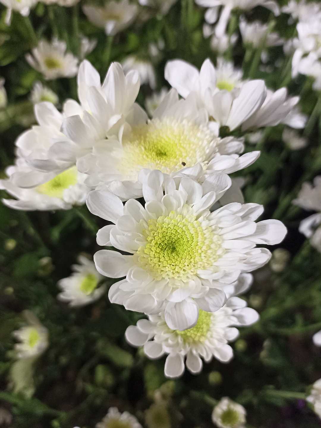 Chrysanth