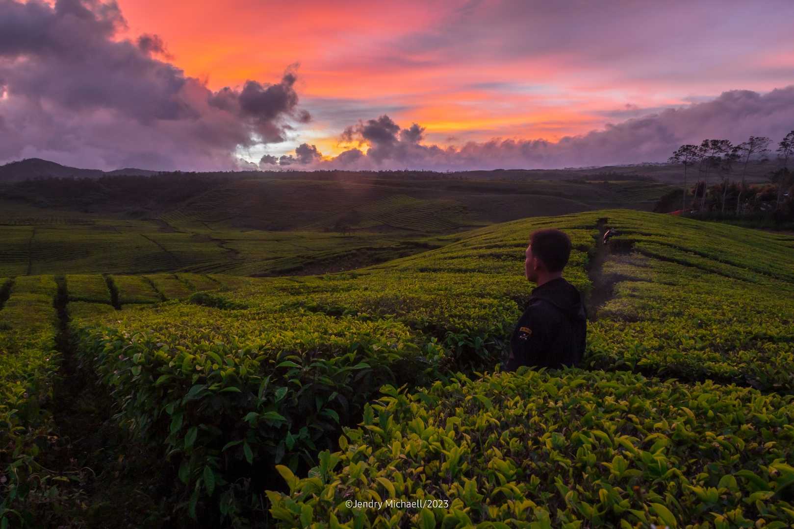 Perkebunan teh kayu aro