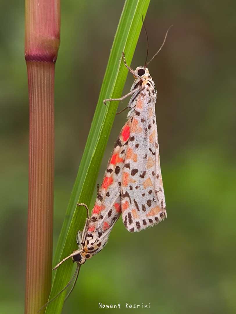 Utetheisa pulchella