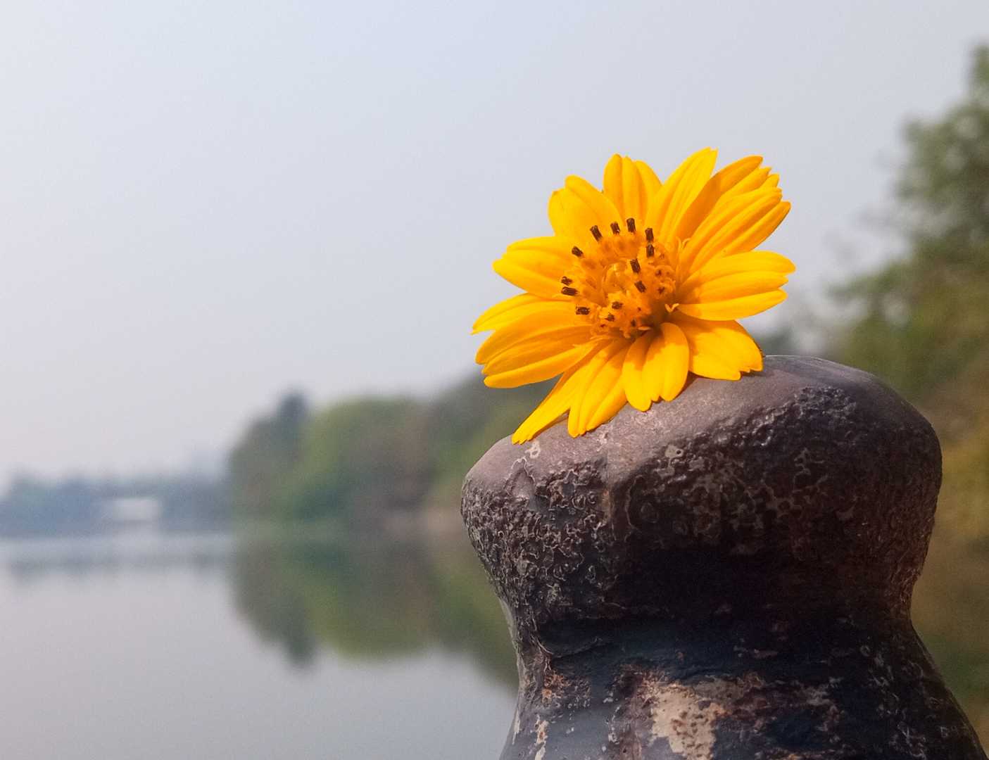 Flower🍁🌸