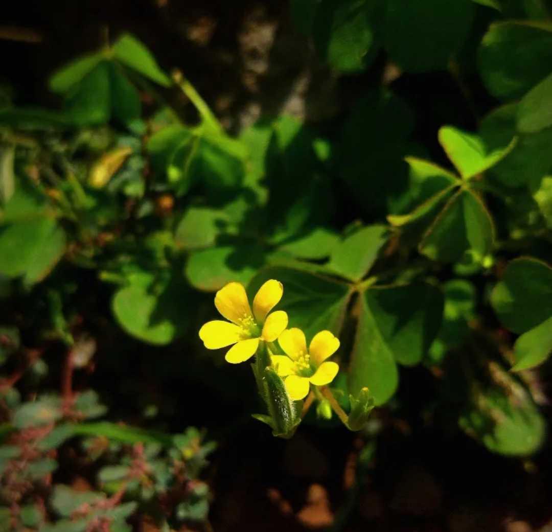 [Creeping woodsorrel ✨]