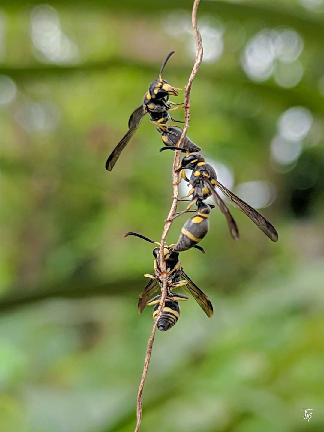 Ancistrocerus