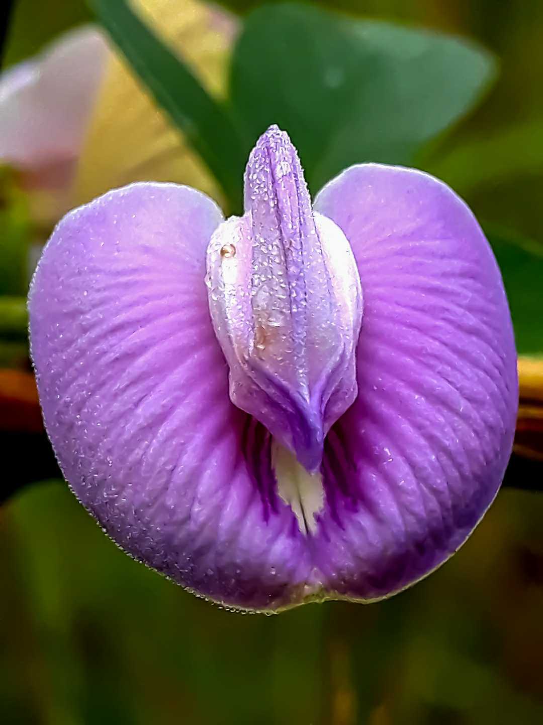 Centrosema virginianum