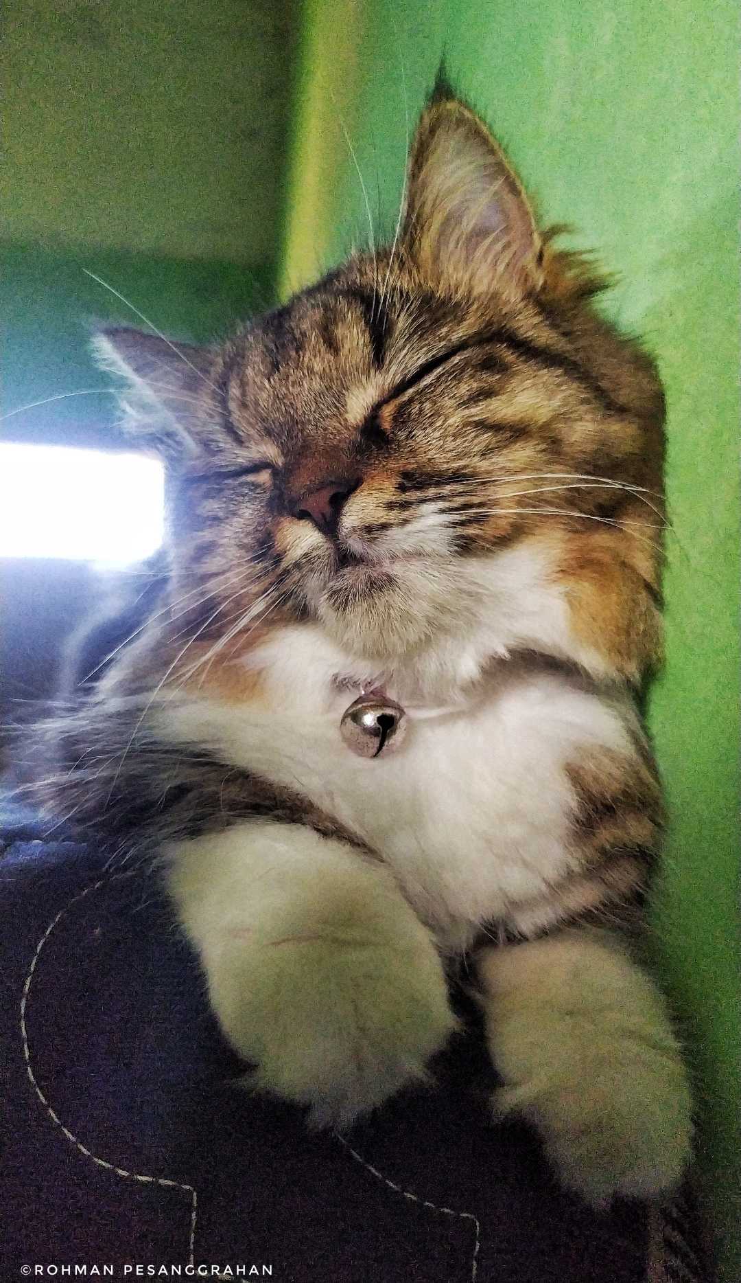 Kucing Maine coon