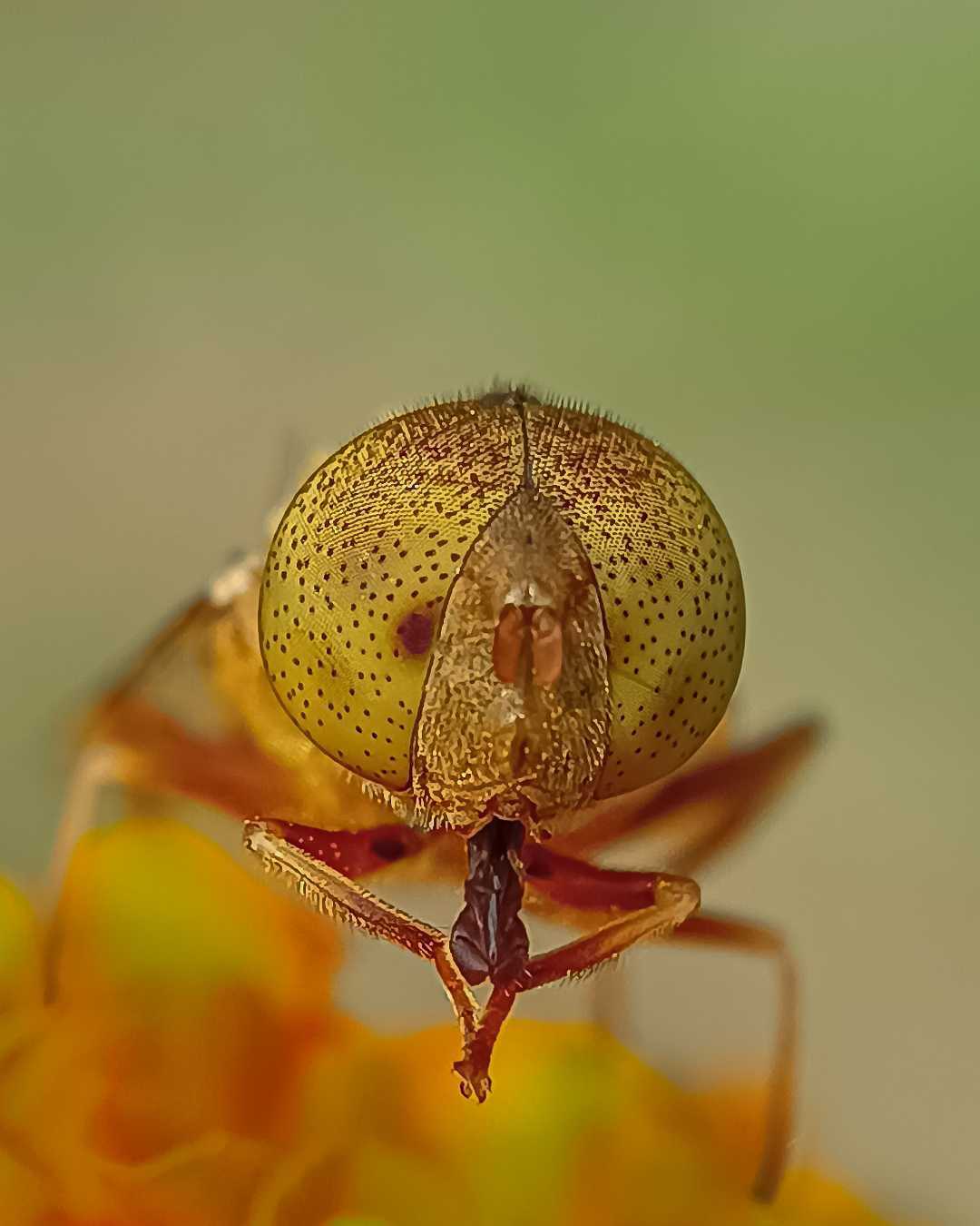 Eristalinus 