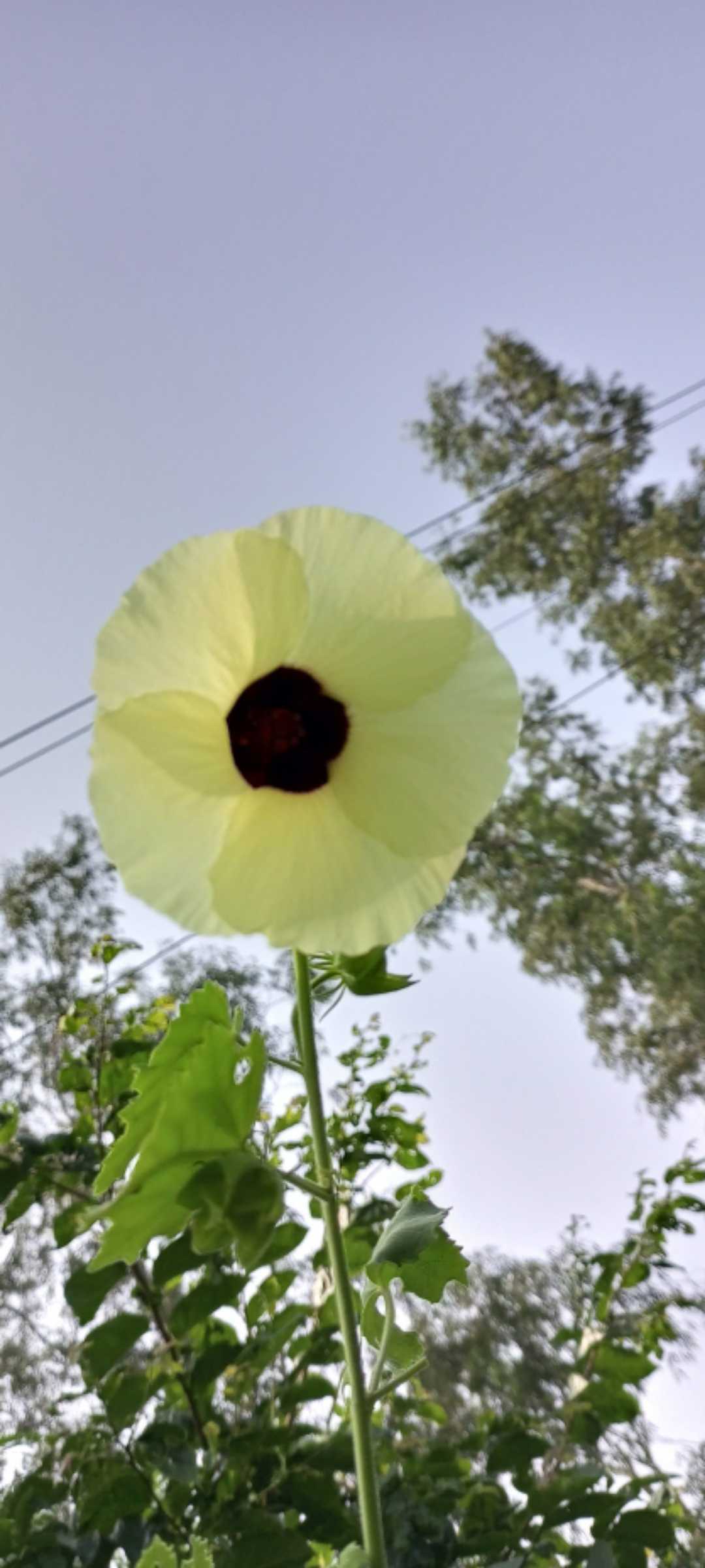 Unknown, blooms beside roads 