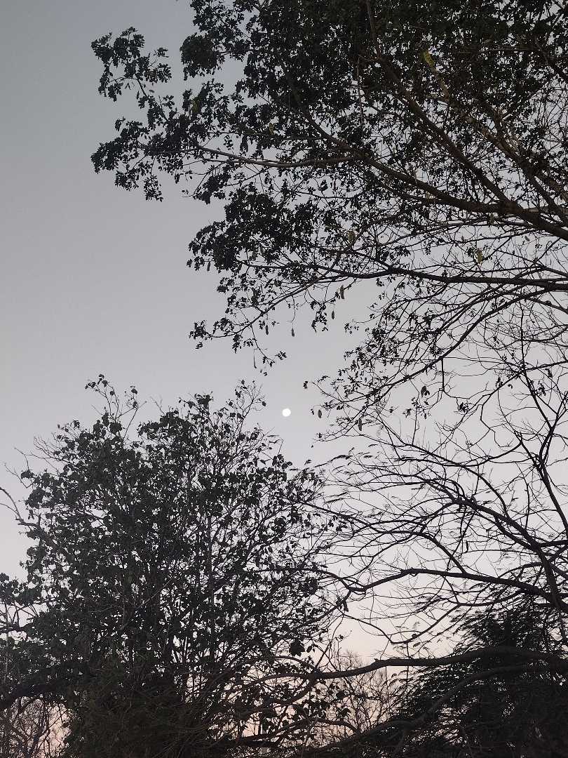 "Entre ramas"