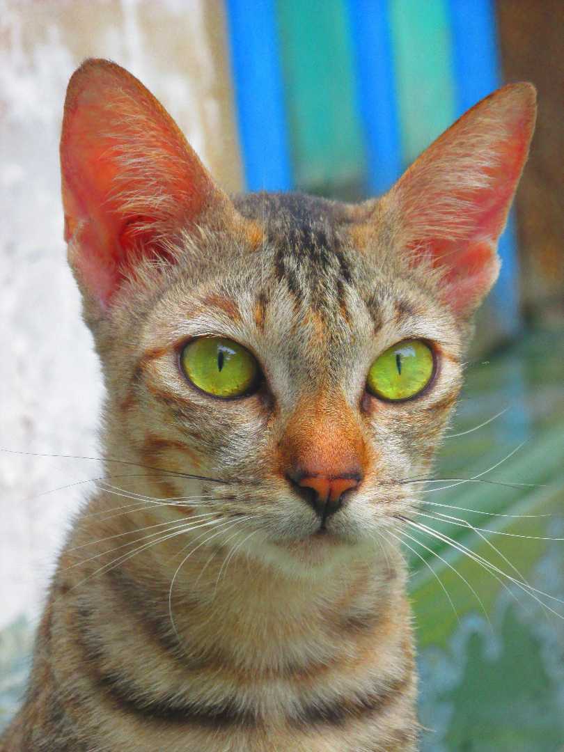 kucing kampung