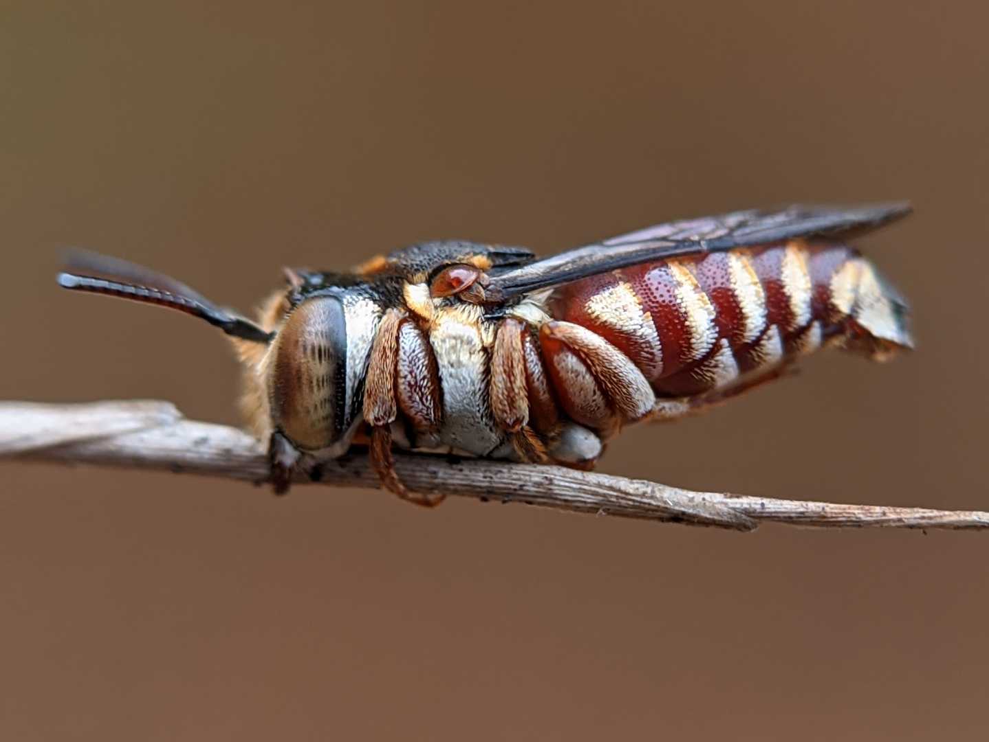 Coelioxys