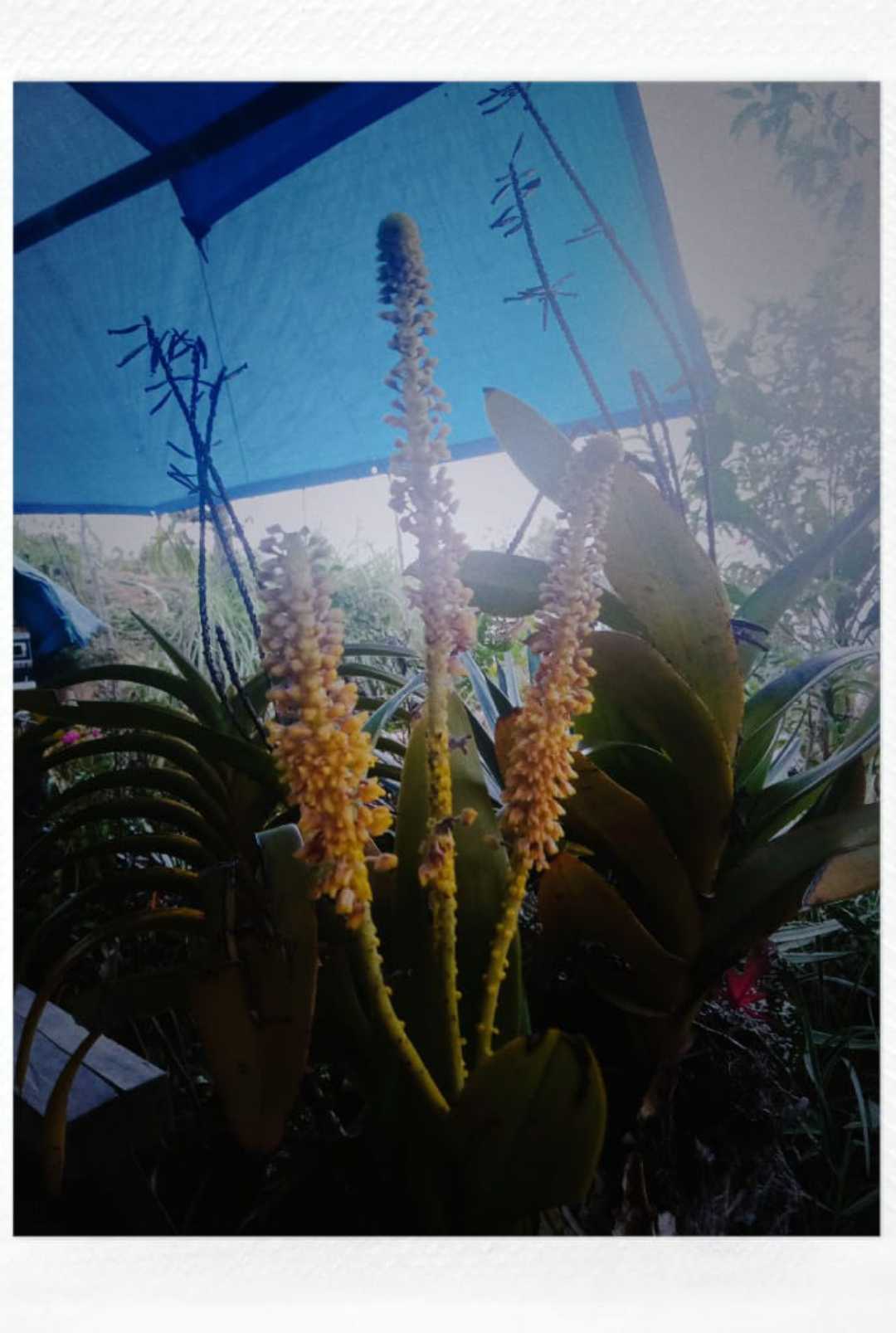 Anggrek Jagung(?)