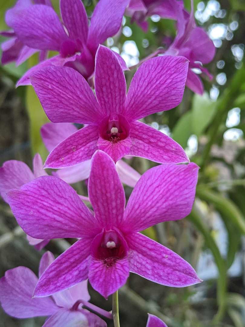 anggrek larat