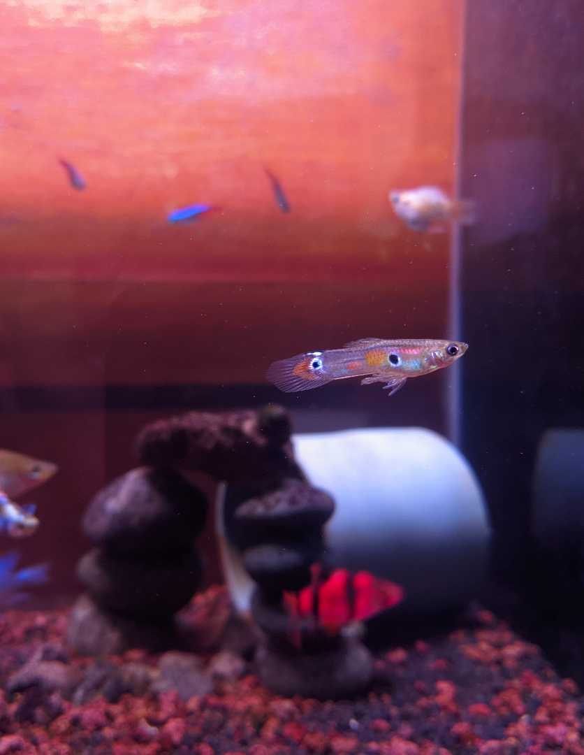 Gupi