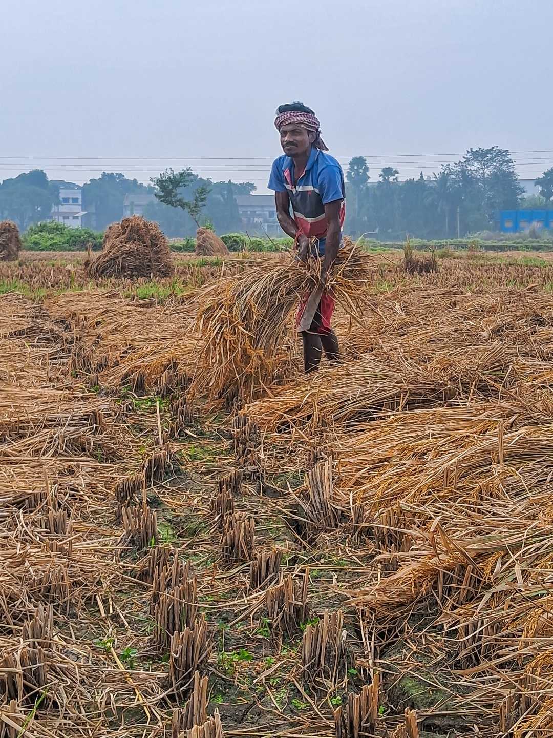Paddy field
