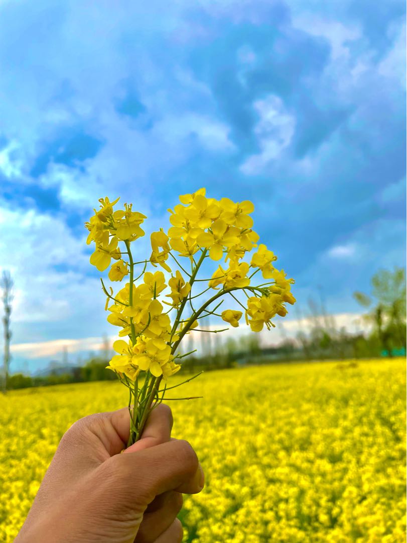 Mustard Fields Beauty