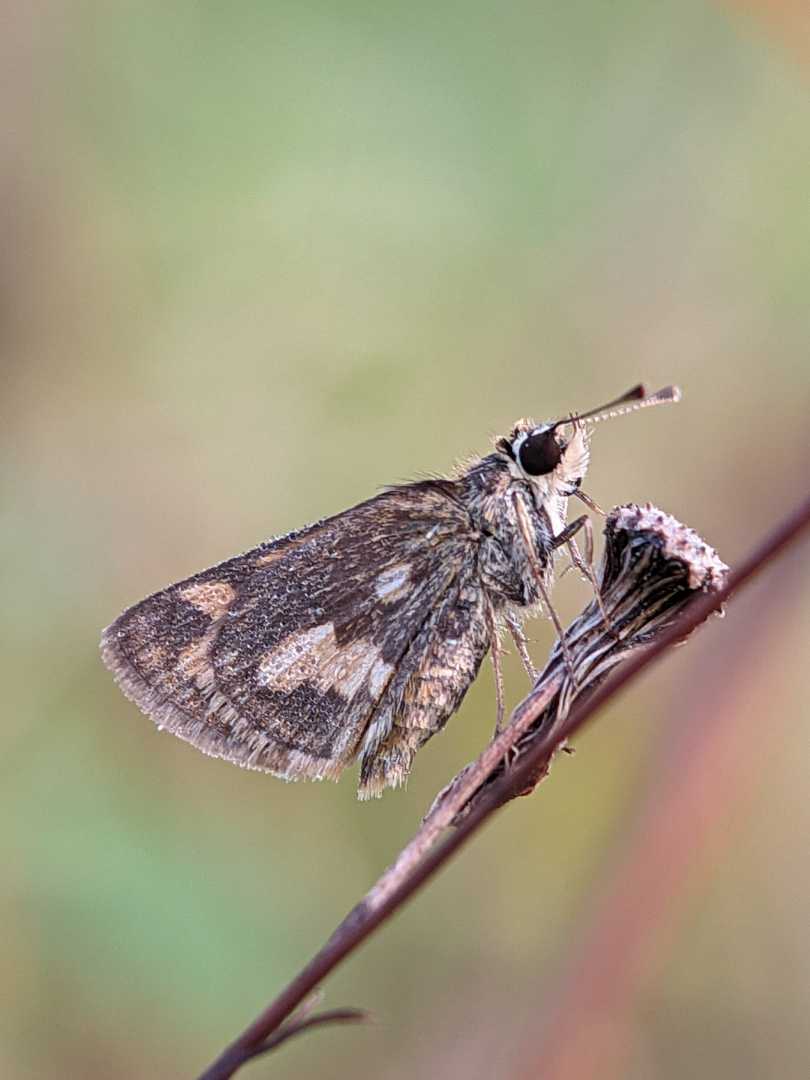 Polites peckius