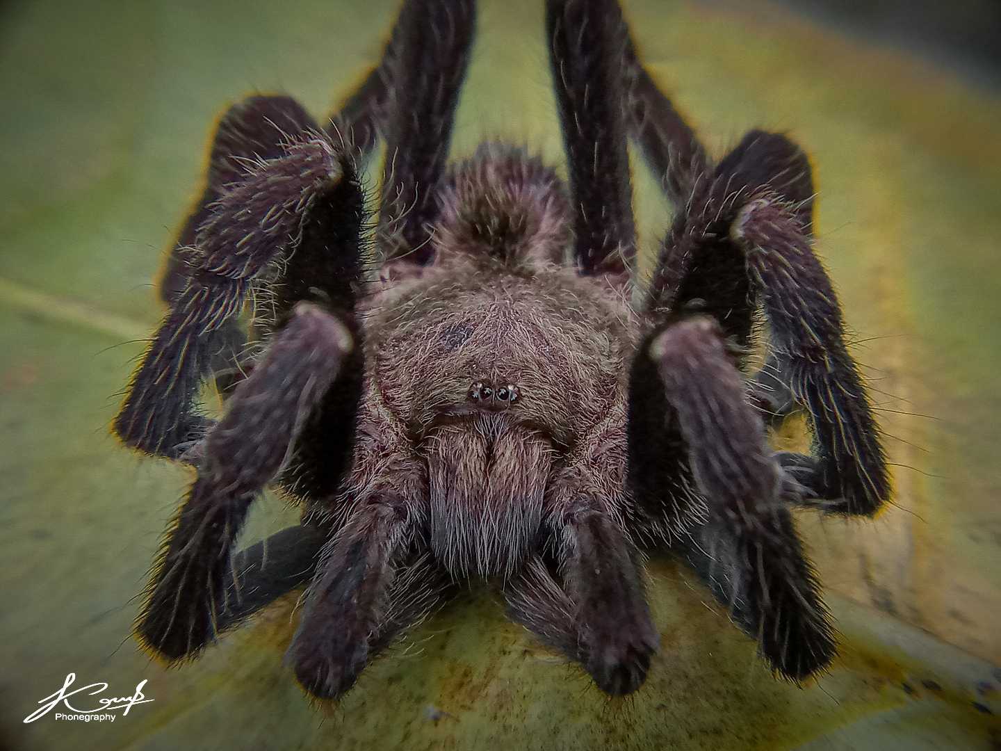 Chilobrachys