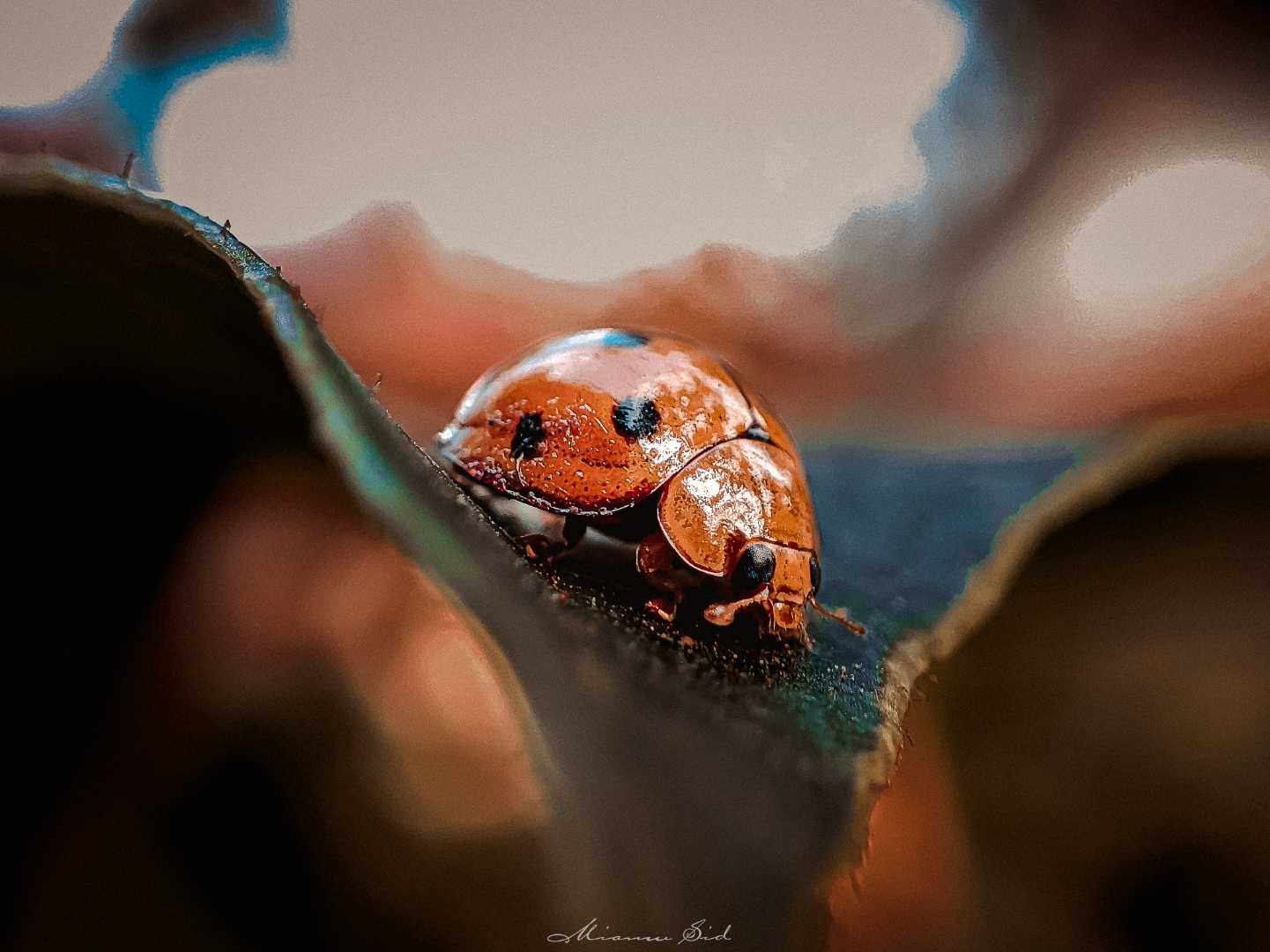 Harmonia axyridis