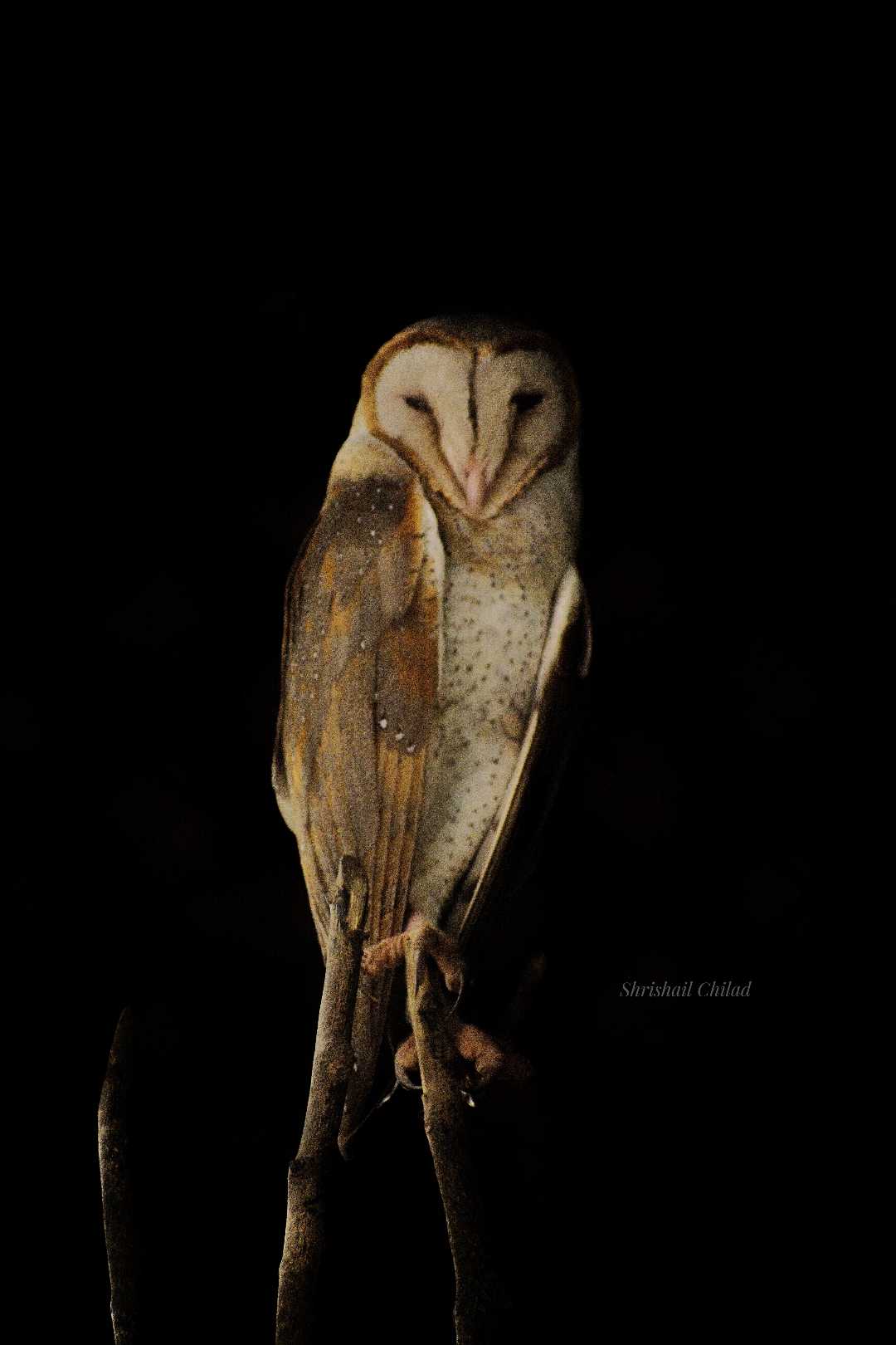 An Owl!!