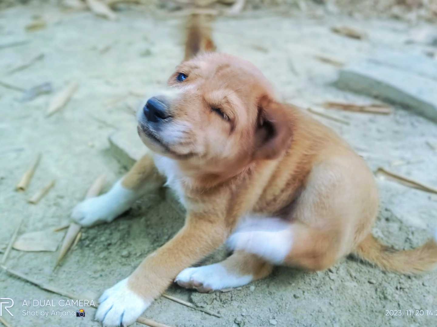 our bullet 🐶