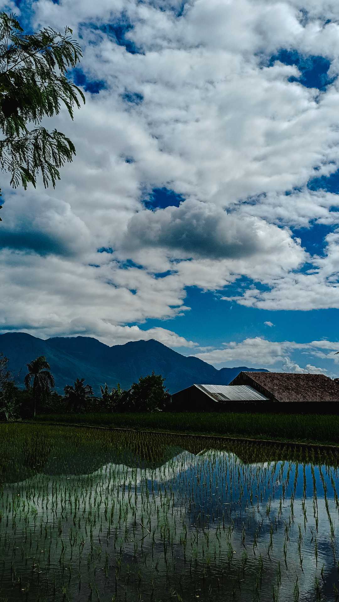 my village