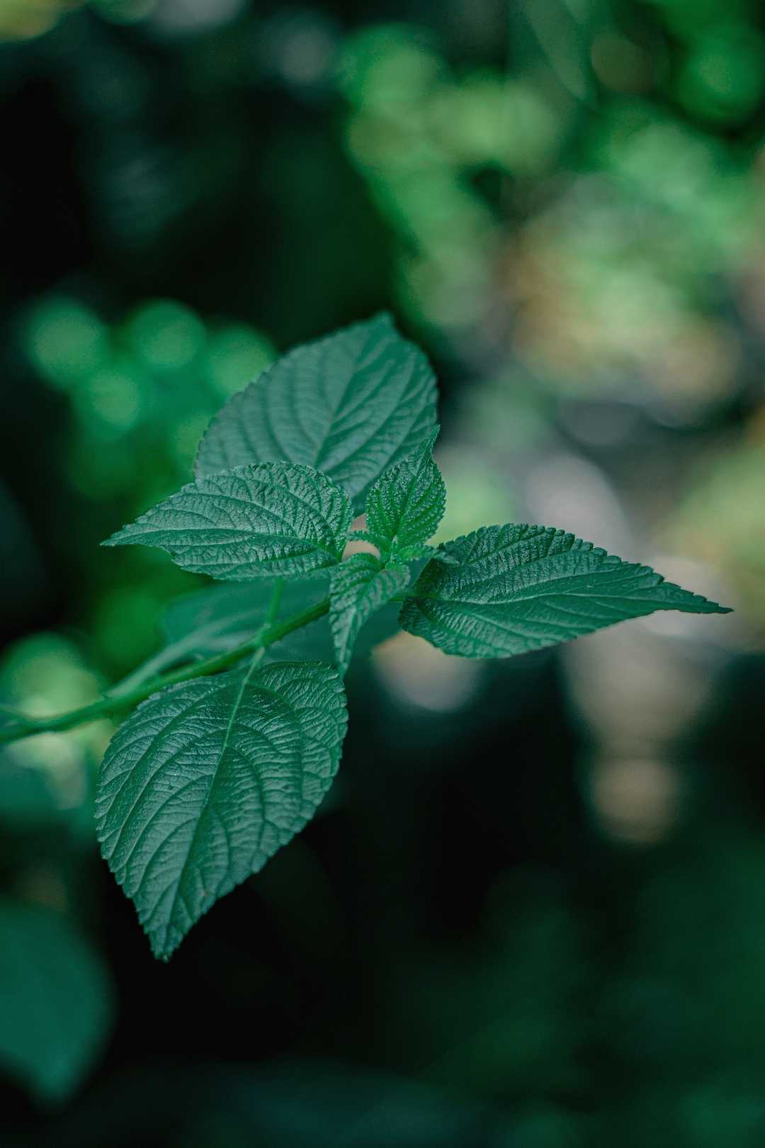 Lantana 