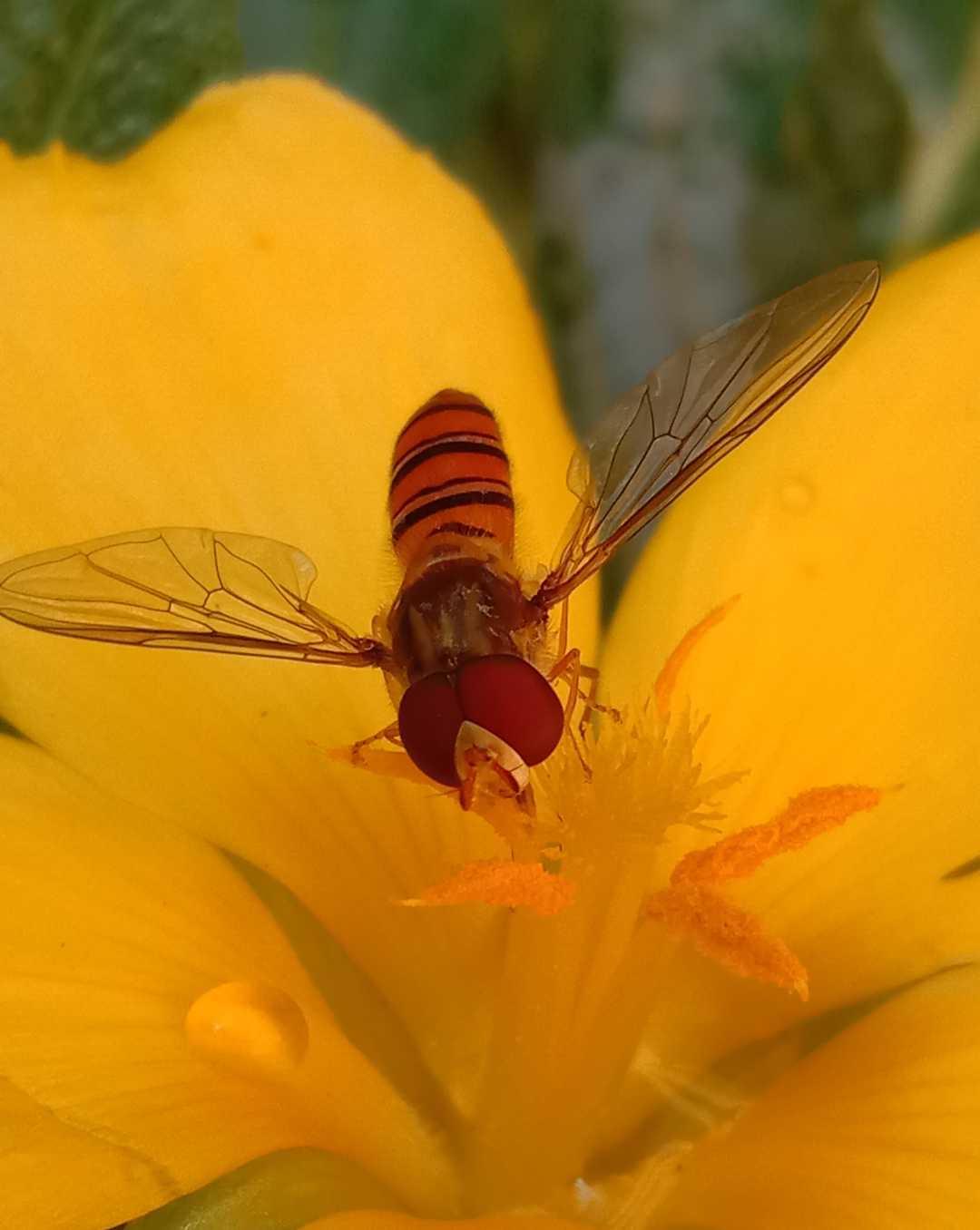 Marmalade Hoverfly 🐝