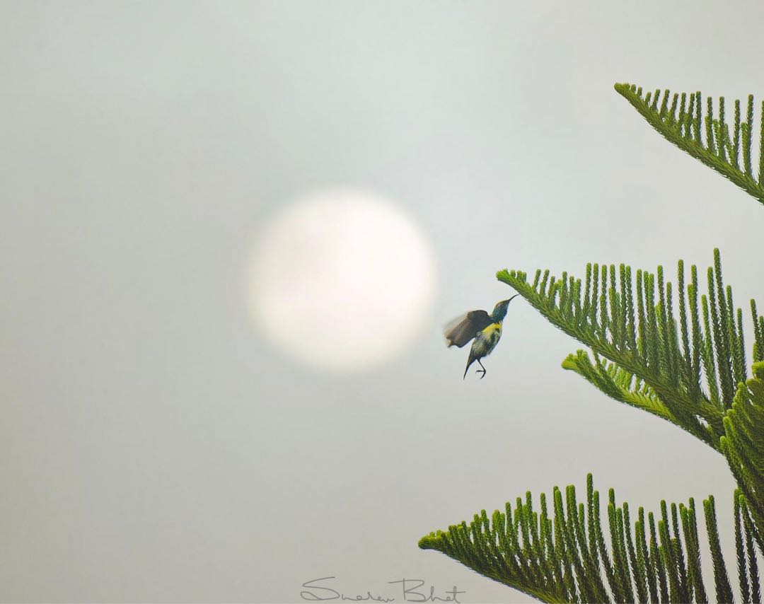 Purple Rumped Sunbird. (eclipse plumage)