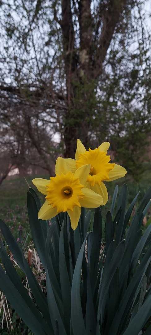🌼