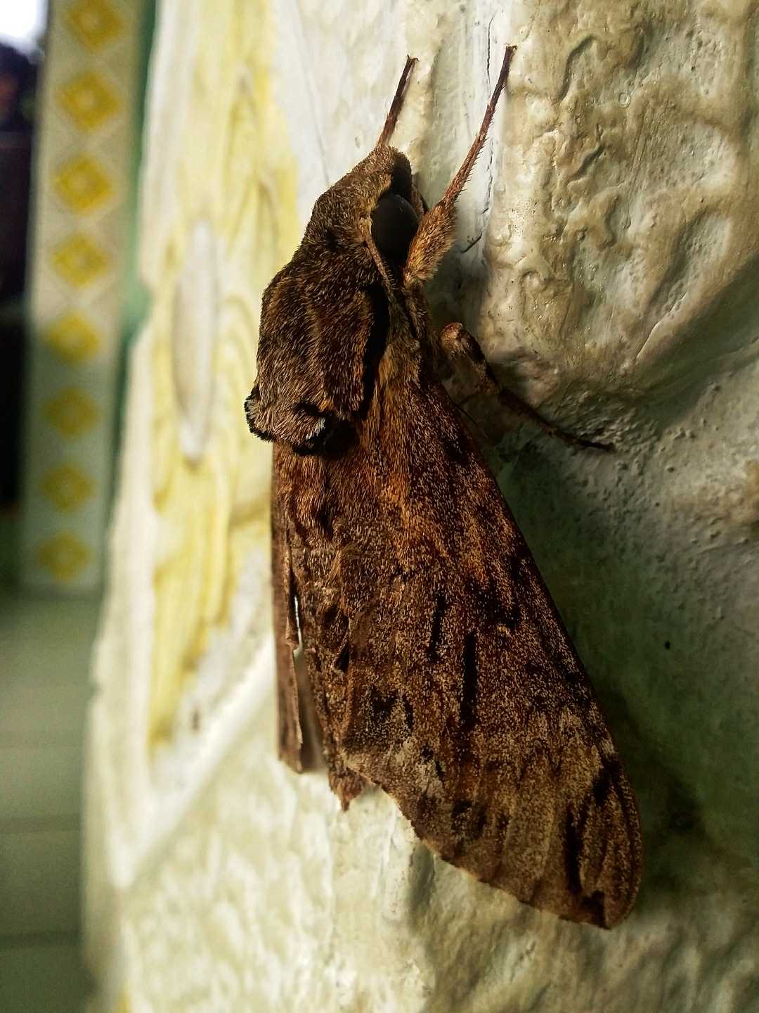 Ngengat ( Catalpa)